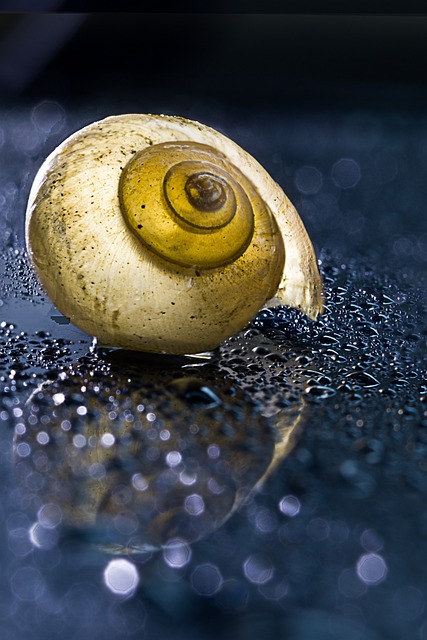 {#snail-5371526_640}